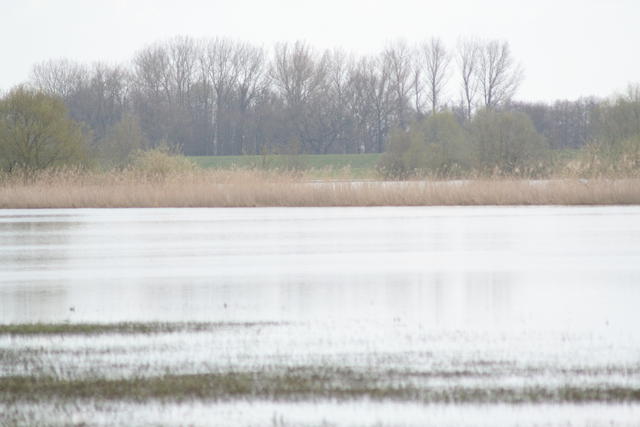 Elbe zwischen Boizenburg und Lauenburg