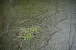 Grünes Wasser
