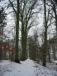 Der Park im Winter