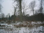 Der Park im Winter