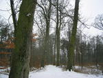 Der Park im Winter