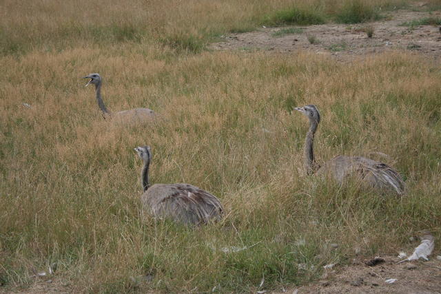 Banziner Emus