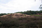 Hügelgrab in der Bretziner Heide