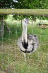 Banziner Emu