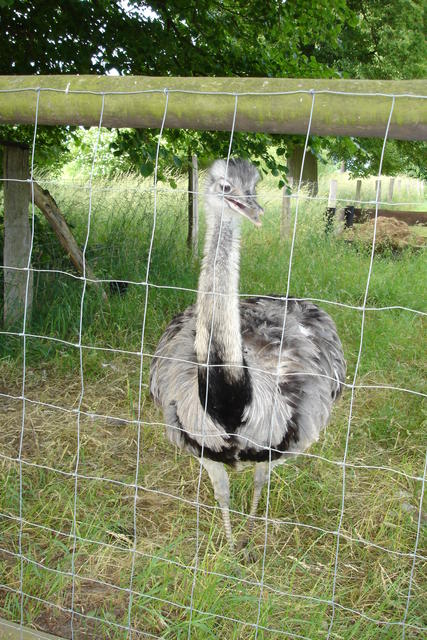 Banziner Emu