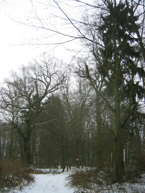 Der Park im Winter