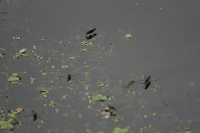 Wasserläufer auf dem Schlossteich