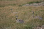 Banziner Emus