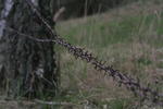 Stacheldraht - Überbleibzel der ehemaligen Grenze