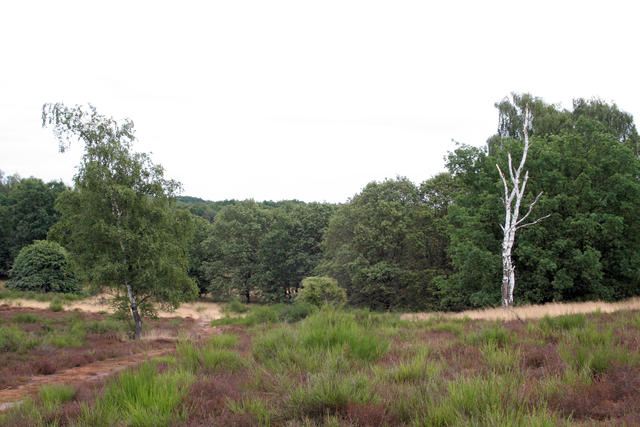 Bretziner Heide