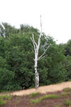 Tote Birke in der Bretziner Heide