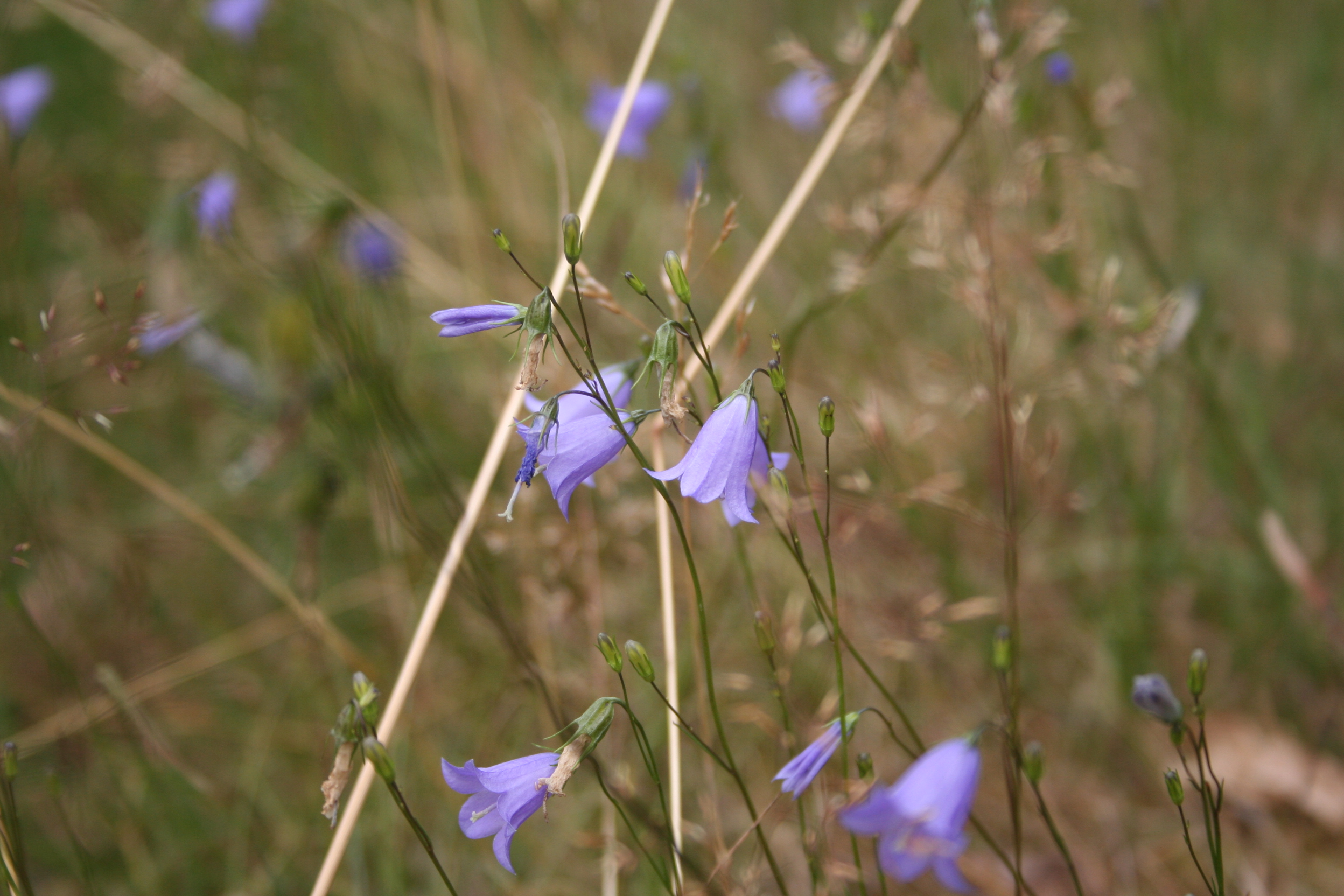 Bretziner Heide