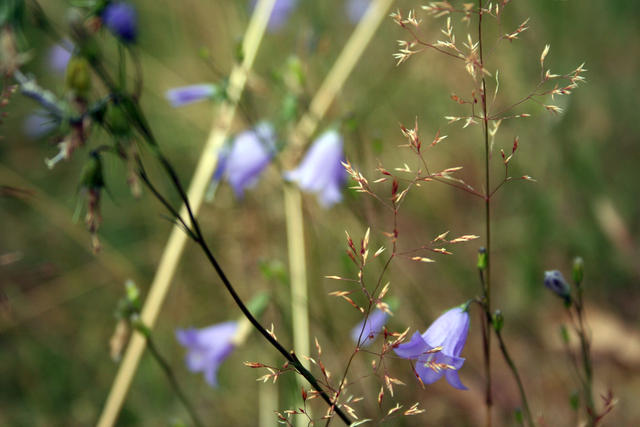 Bretziner Heide