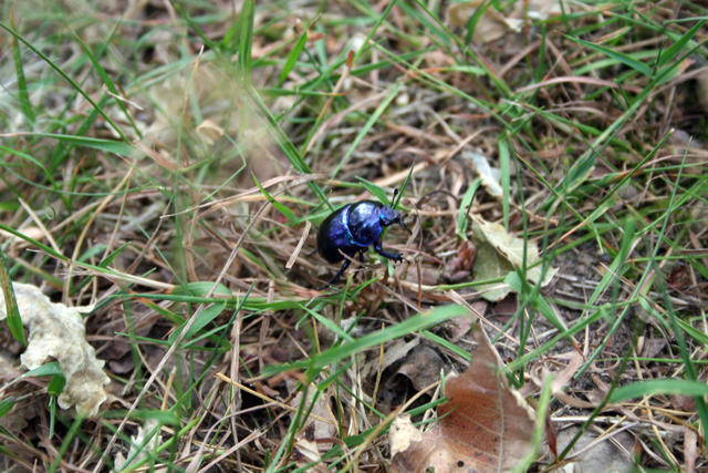 Mistkäfer in der Bretziner Heide