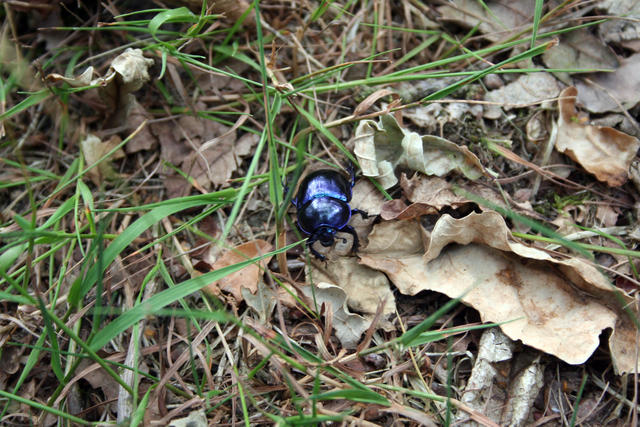 Mistkäfer in der Bretziner Heide