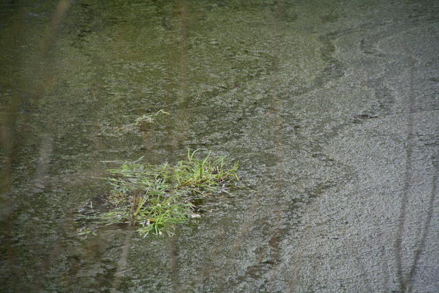 Grünes Wasser