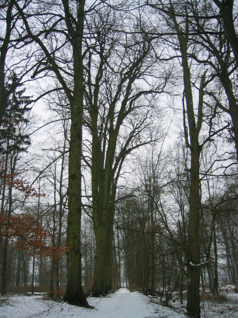 Der Park im Winter