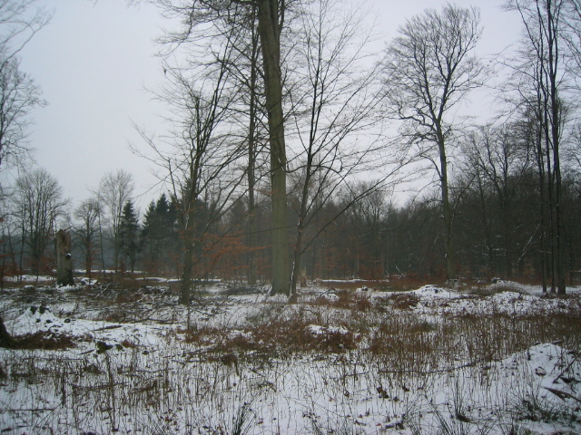 Der Park im Winter