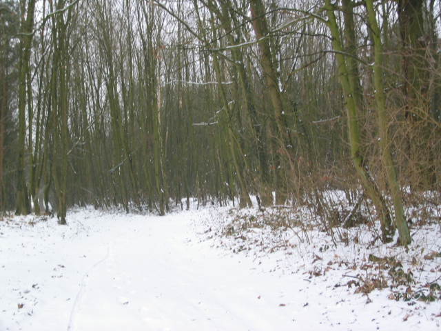Dorftannen im Winter