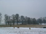 Blickrichtung Dersenow im Winter