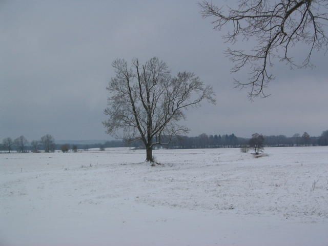 Weiße Wiesen