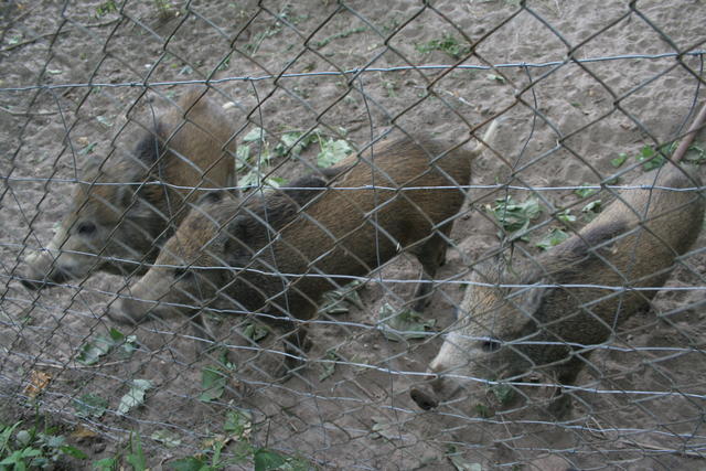 Tobis Wildschweine