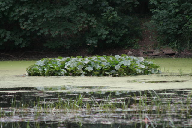 Schlossteich - Seerosen